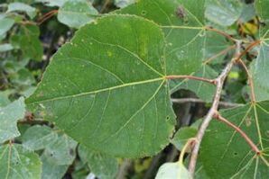 Using Aspen to increase power